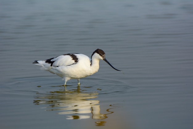 Пестрый Avocet, красивая птица в Таиланде.