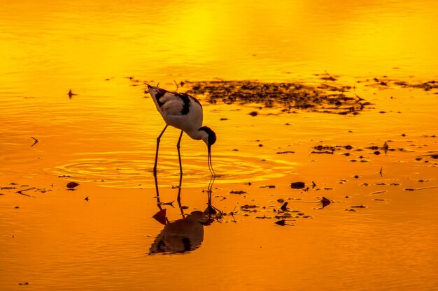 Pied avocet foraging in orange sunset