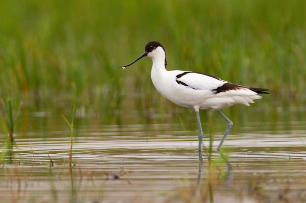 Pied avocet walking in wetland in springtime nature