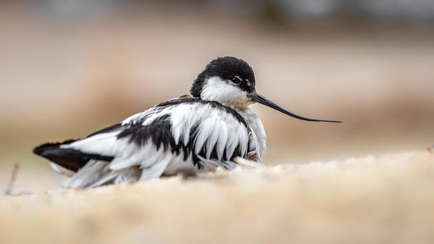 Pied avocet