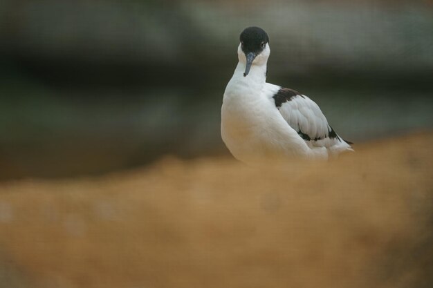 Pied avocet