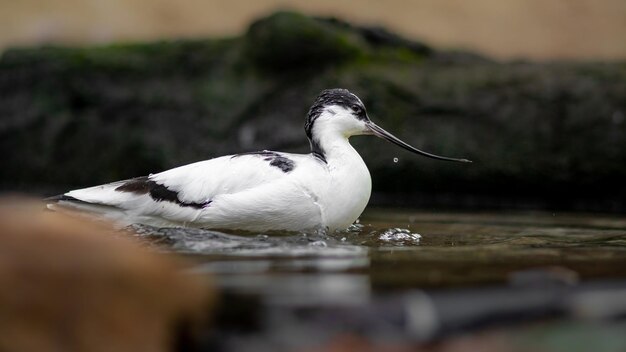 Pied avocet