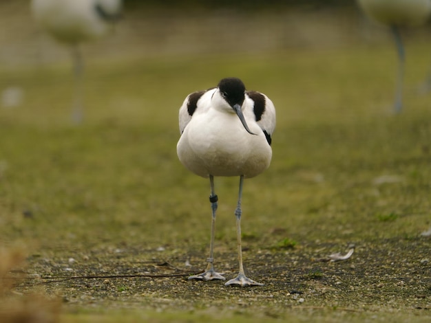 Pied avocet