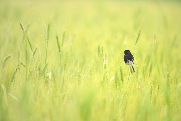 Photo pied bush chat bird in wheat fields