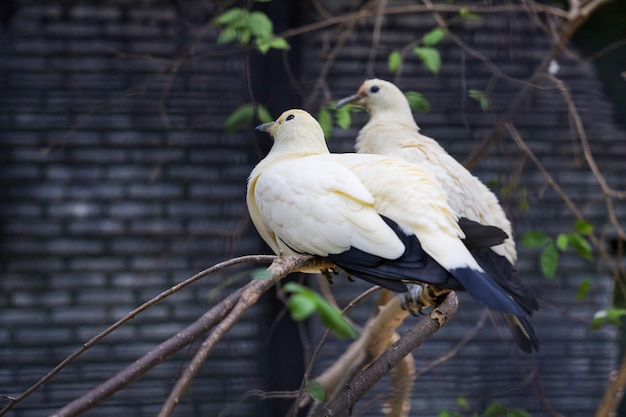 The pied imperial pigeon bird is rest in the garden