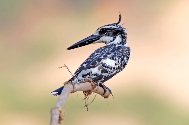 カワセミ、Ceryle rudisタイの美しい男性の鳥