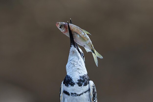 Pied kingfisher Ceryle rudis