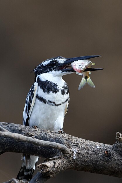 パイド カワセミ Ceryle rudis