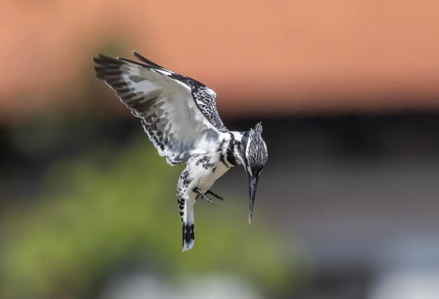 Pied kingfisher flying in the air to catch fish in the river