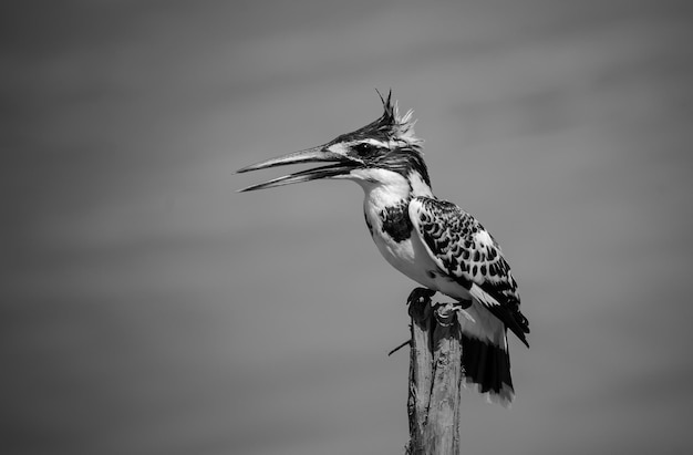 Pied Kingfisher hovering above over river in Thailand