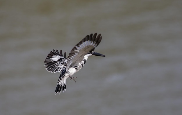 Pied Kingfisher hovering above over river in Thailand