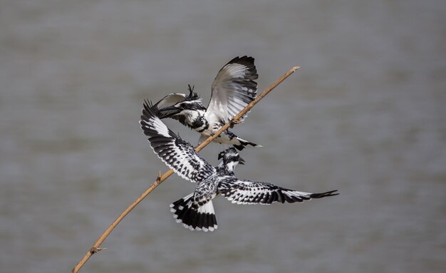 Pied Kingfisher hovering above over river in Thailand