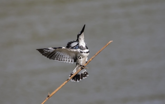 Pied Kingfisher hovering above over river in Thailand