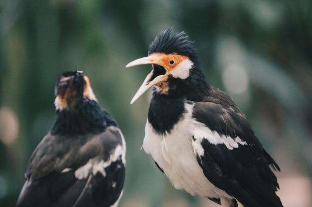 The pied myna or Asian pied starling or Jalak Suren Gracupica contra Local myna bird from Indonesia