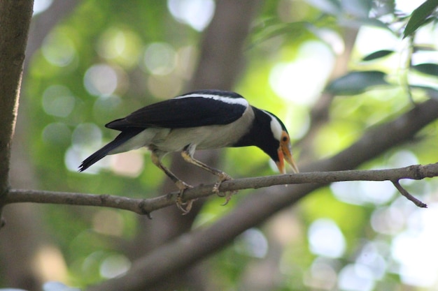 写真 pied myna