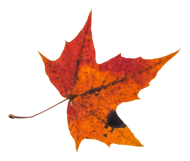 Pied red autumn leaf of maple tree isolated