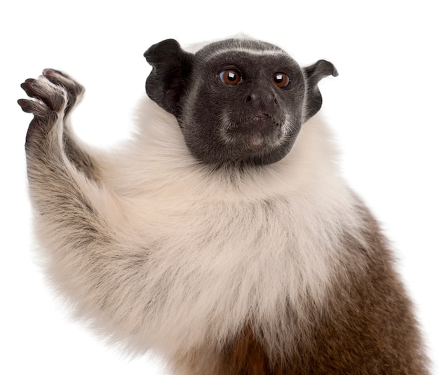 Pied tamarin isolated on white