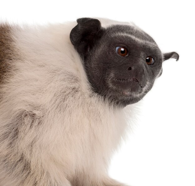 Pied tamarin isolated on white