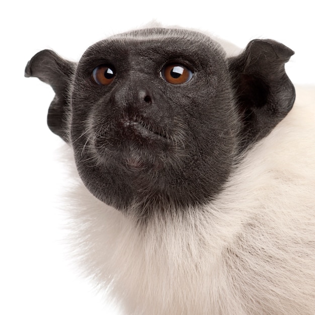 Pied tamarin isolated on white