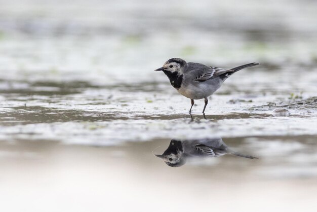 Pied wagtail Motacilla alba