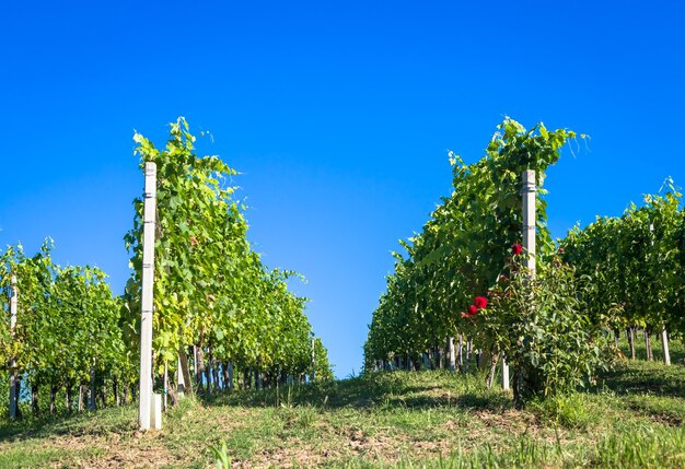 Piedmont hills in Italy, Monferrato area. Scenic countryside during summer season with vineyard field. Wonderful blue sky in background.