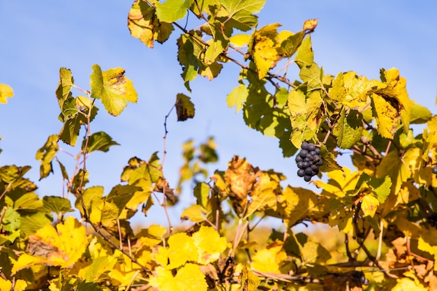 Регион Пьемонте, Италия: виноградники в осенний сезон.