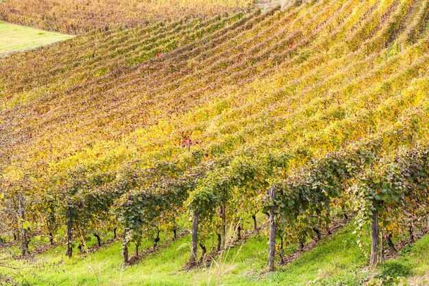 Piemonte Region, Italy: vineyard during autumn season