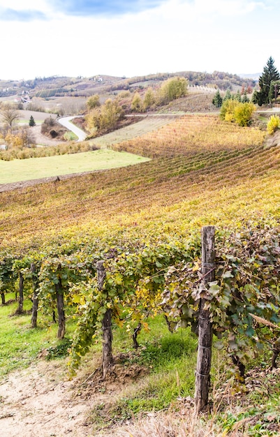 Piemonte Region, Italy: vineyard during autumn season