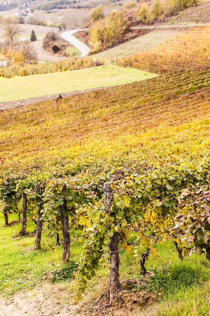 Piemonte Region, Italy: vineyard during autumn season