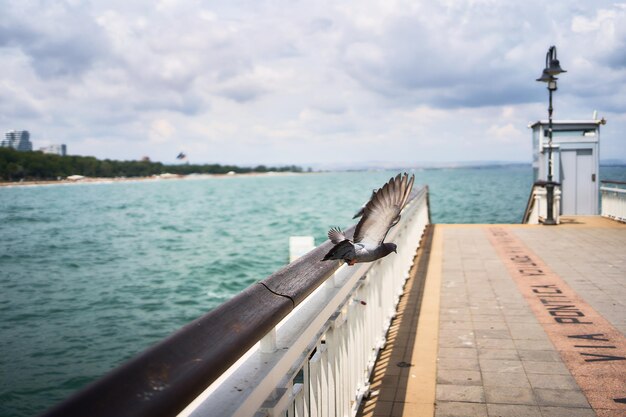 Photo pier bridge in burgas