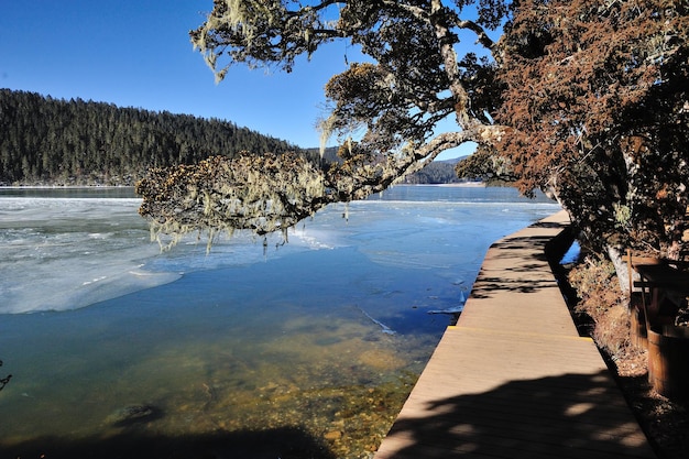 Photo pier over river by trees on field