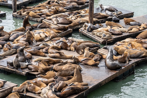 Pier 39 in San Francisco with sea lions