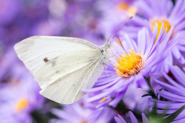 Pieris brassicae de grote witte ook wel koolvlinder genoemd