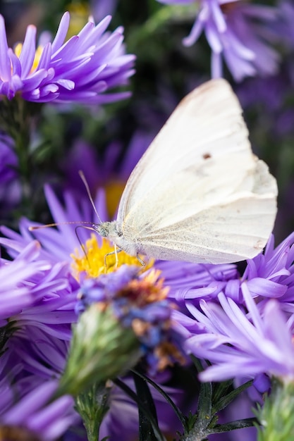 Pieris brassicae, de grote witte, ook wel koolvlinder genoemd