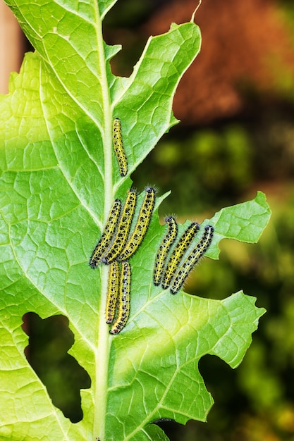 Pieris brassicae-rupsen eten groen mierikswortelblad