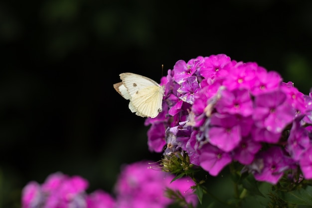 Foto pieris brassicae vlinder of roze bloem