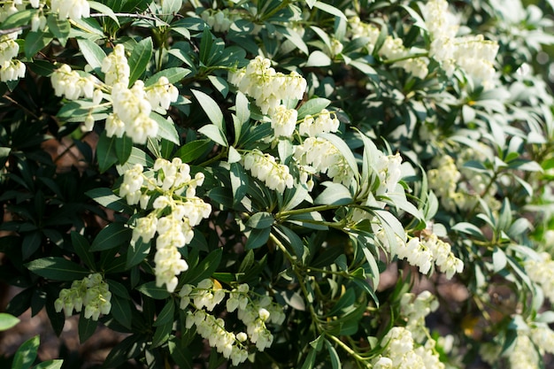 Pieris formosa, andromedas, fetterbushes of Pieris japonica