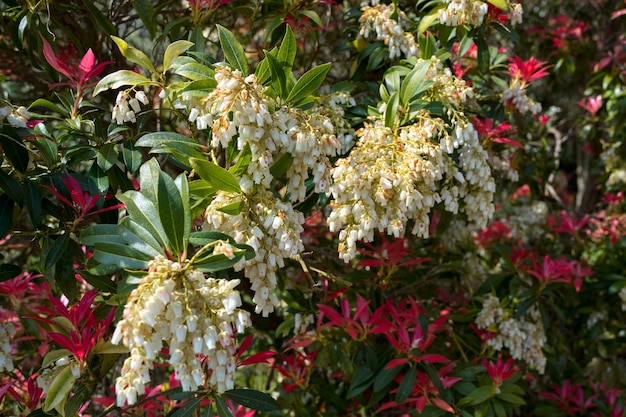 Pieris Formosa (Forest Flame) flowering in springtime in East Grinstead