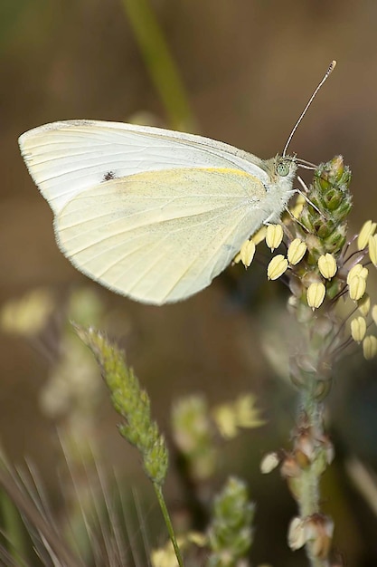 Pieris rapae of koolwitje is een soort van lepidoptera-insect van de pieridae-familie