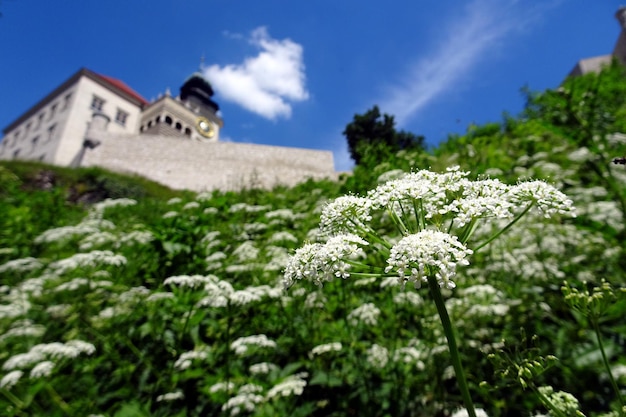 Pieskowa Skala castle in Poland