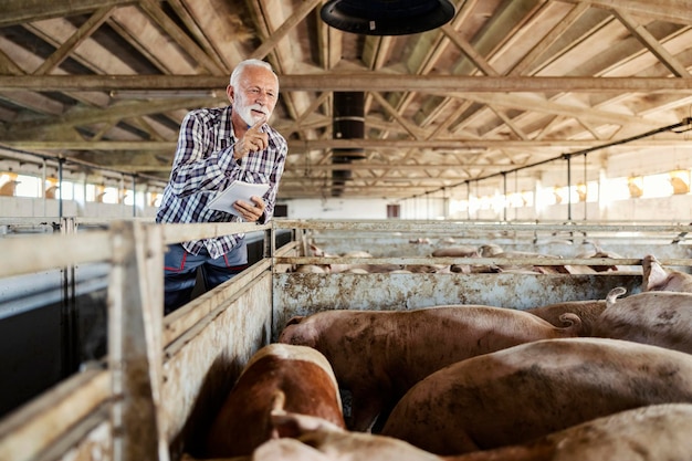 Pig breeding and livestock A senior farmer stands next to a pig cote and counts his pigs