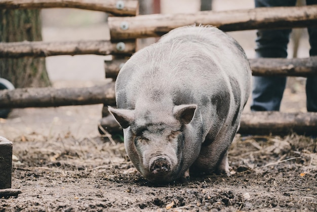 Pig by fence on field