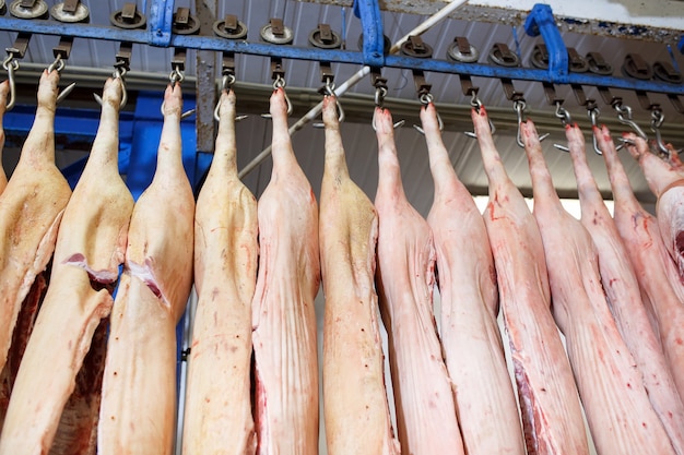 Pig carcasses cut in half stored in refrigerator room of food processing plant.