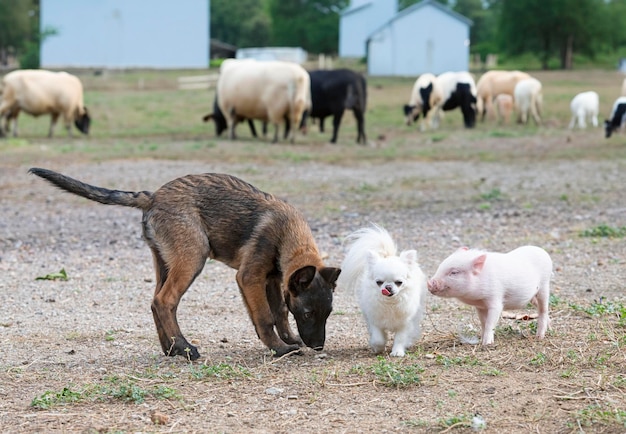 pig and dogs in farm