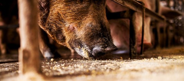 Maiale che mangia dal pavimento in un porcile.