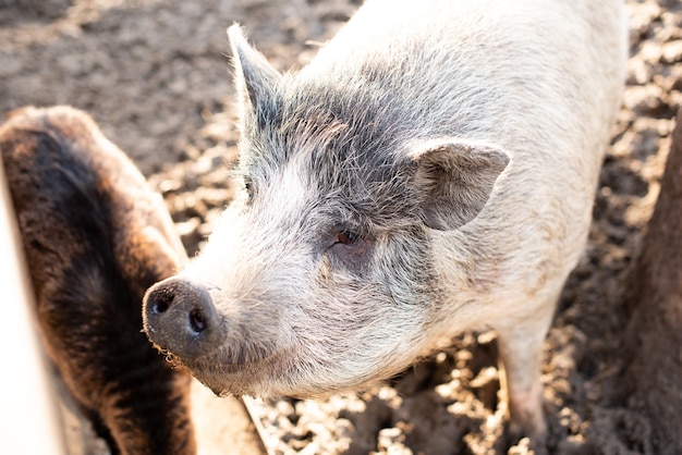 Pig on farm