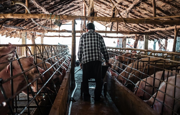 Pig farming The farmer is feeding the pigs or cleans the pig farm Back view of a farmer feeding