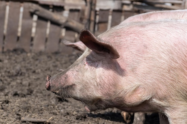 養豚と家畜豚の飼育