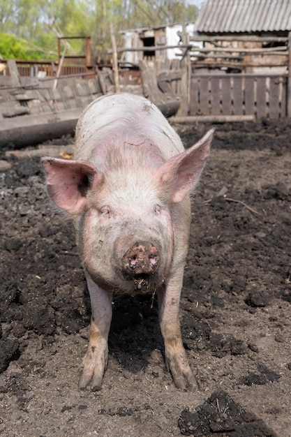 Pig farming raising and breeding of domestic pigsx9