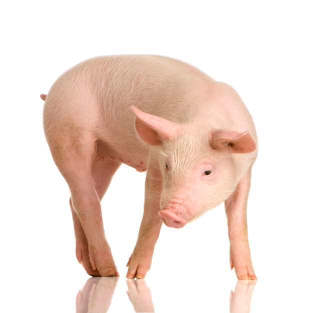Pig in front of a white background